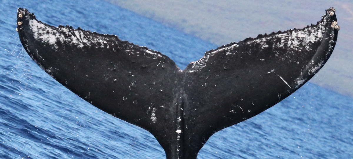 Fluke of CRC-19207