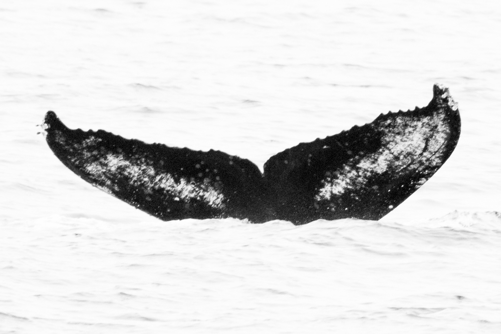 Fluke of CRC-16773