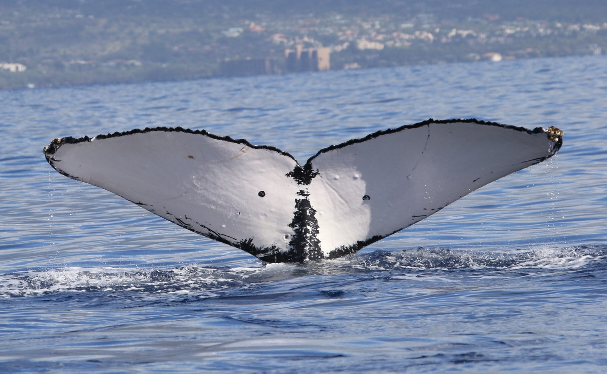 Fluke of HW-MN0441498