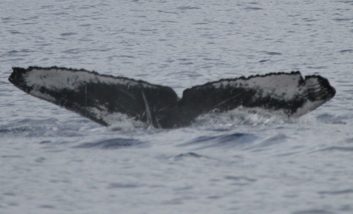 Fluke of HW-MN0441721