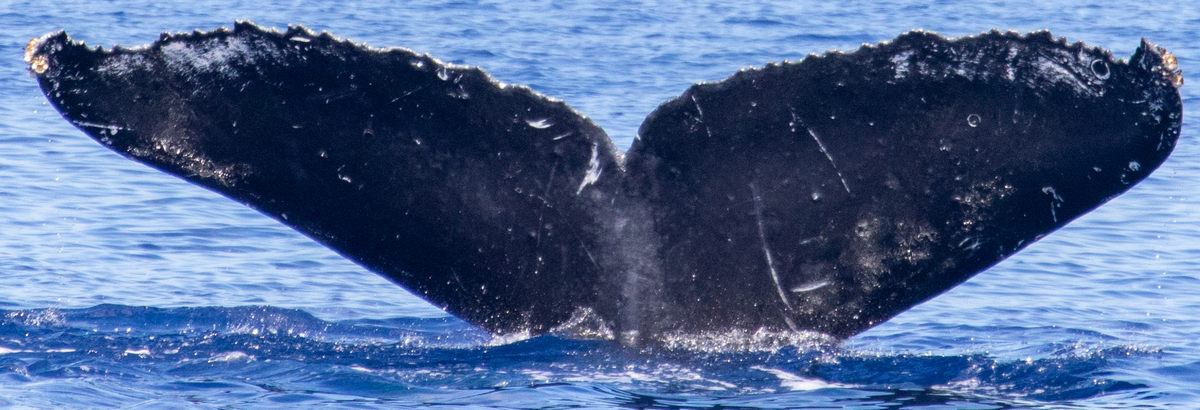 Fluke of Kye (Hawaii)