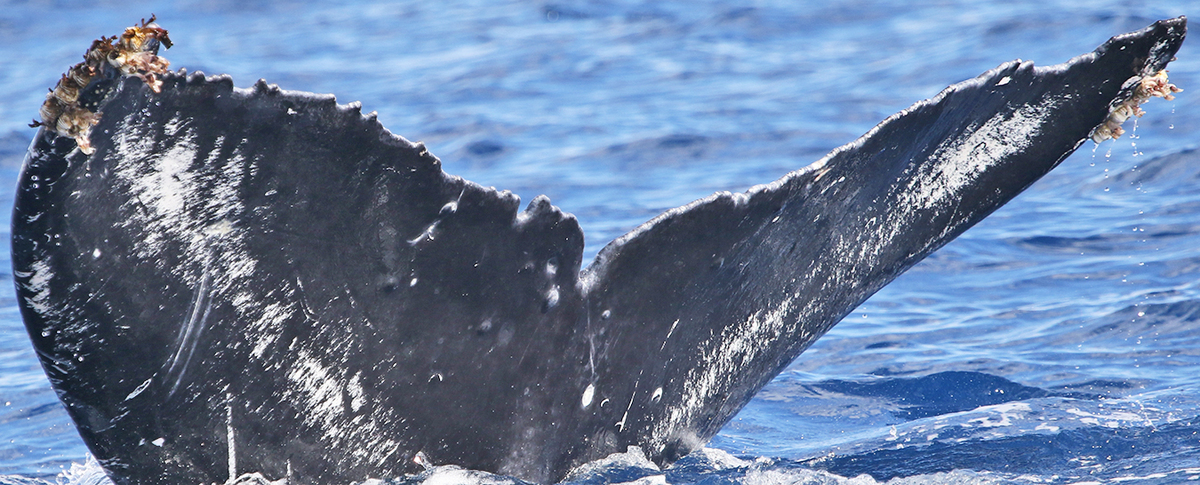 Fluke of HW-MN0441490