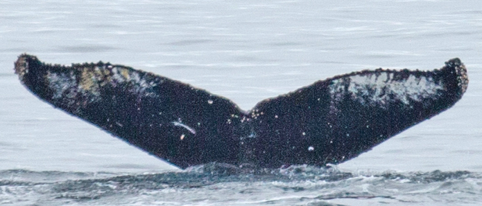 Fluke of HW-MN1302300
