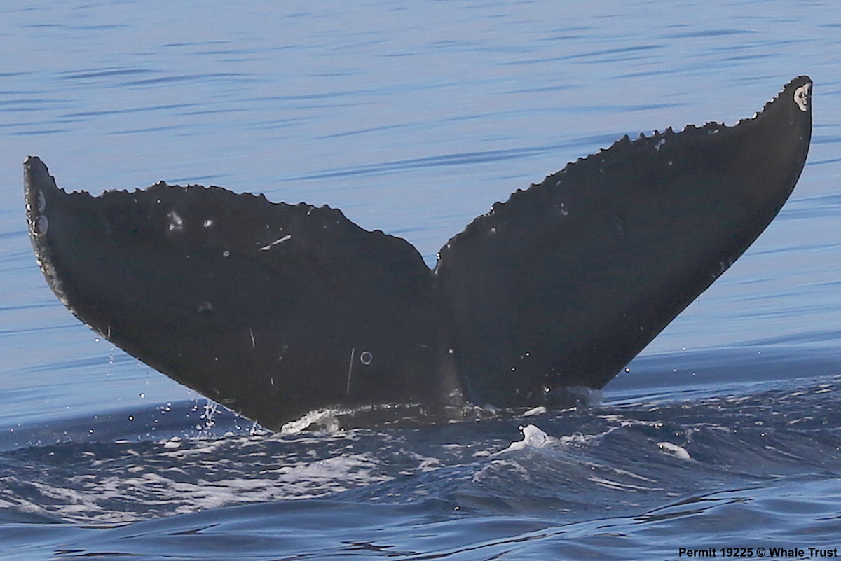 Fluke of HI17-0059