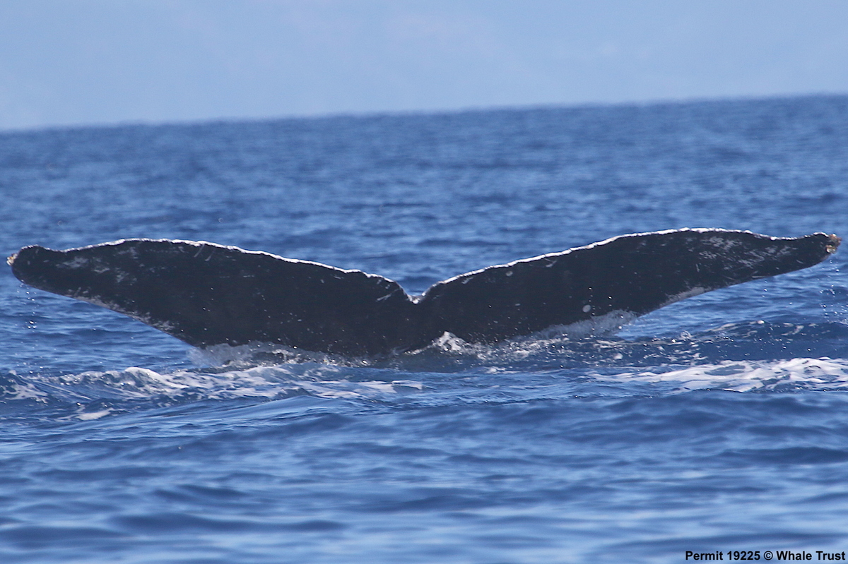 Fluke of SEAK-1458