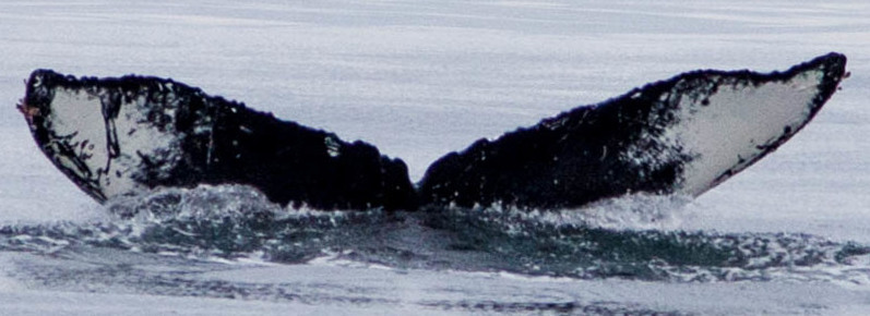 Fluke of Yogi (BC)