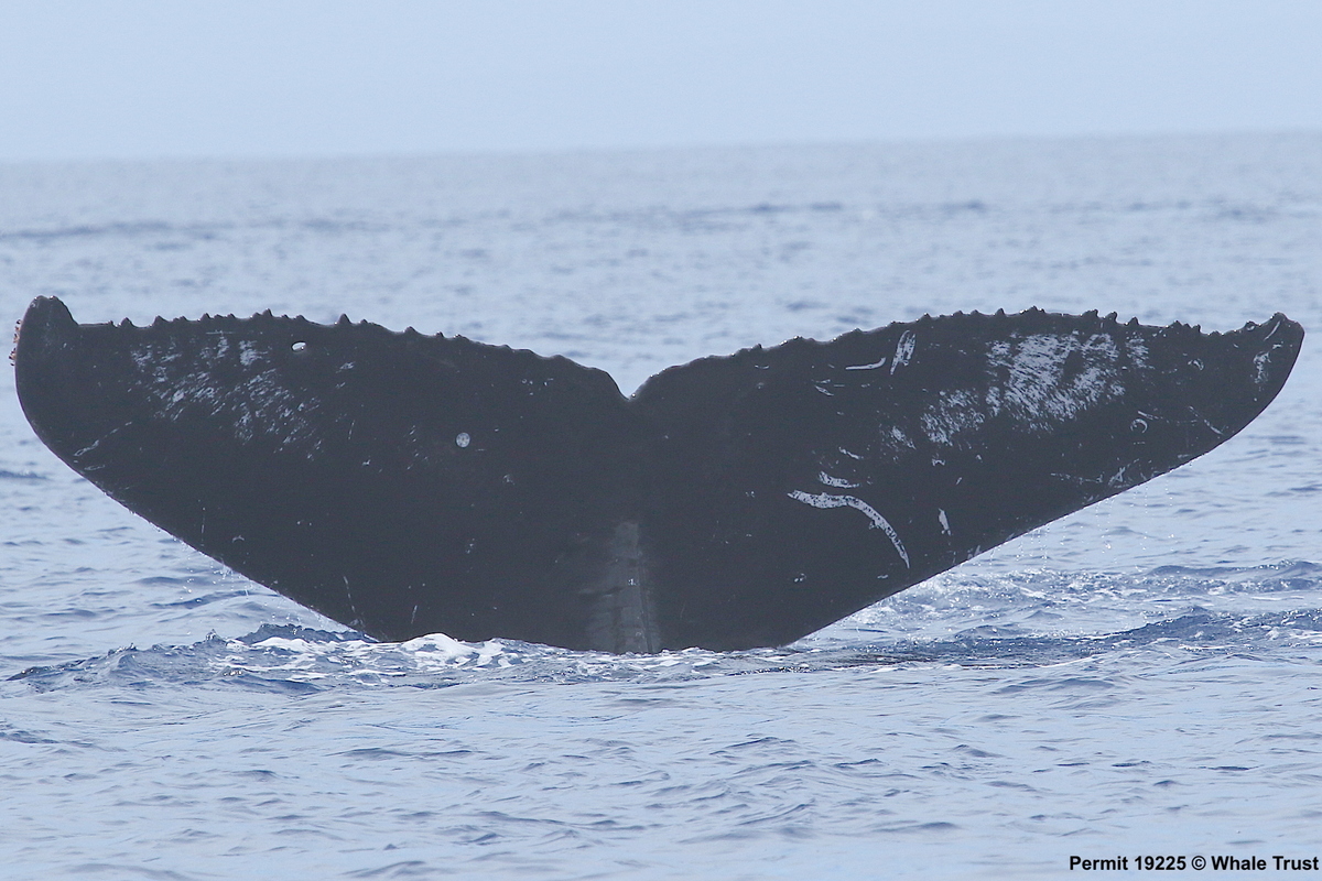 Fluke of HI17-0136