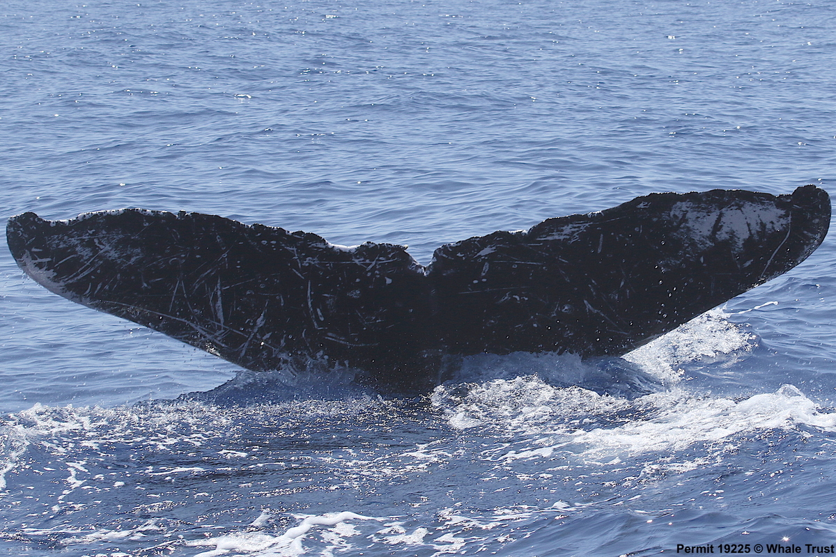Fluke of HI07-0163