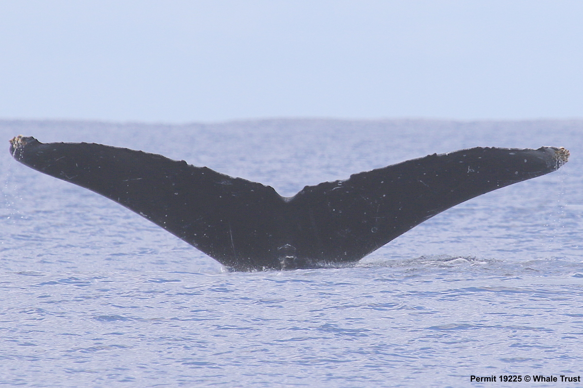 Fluke of HI17-0084