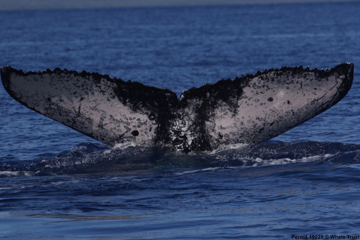 Fluke of HI17-0101