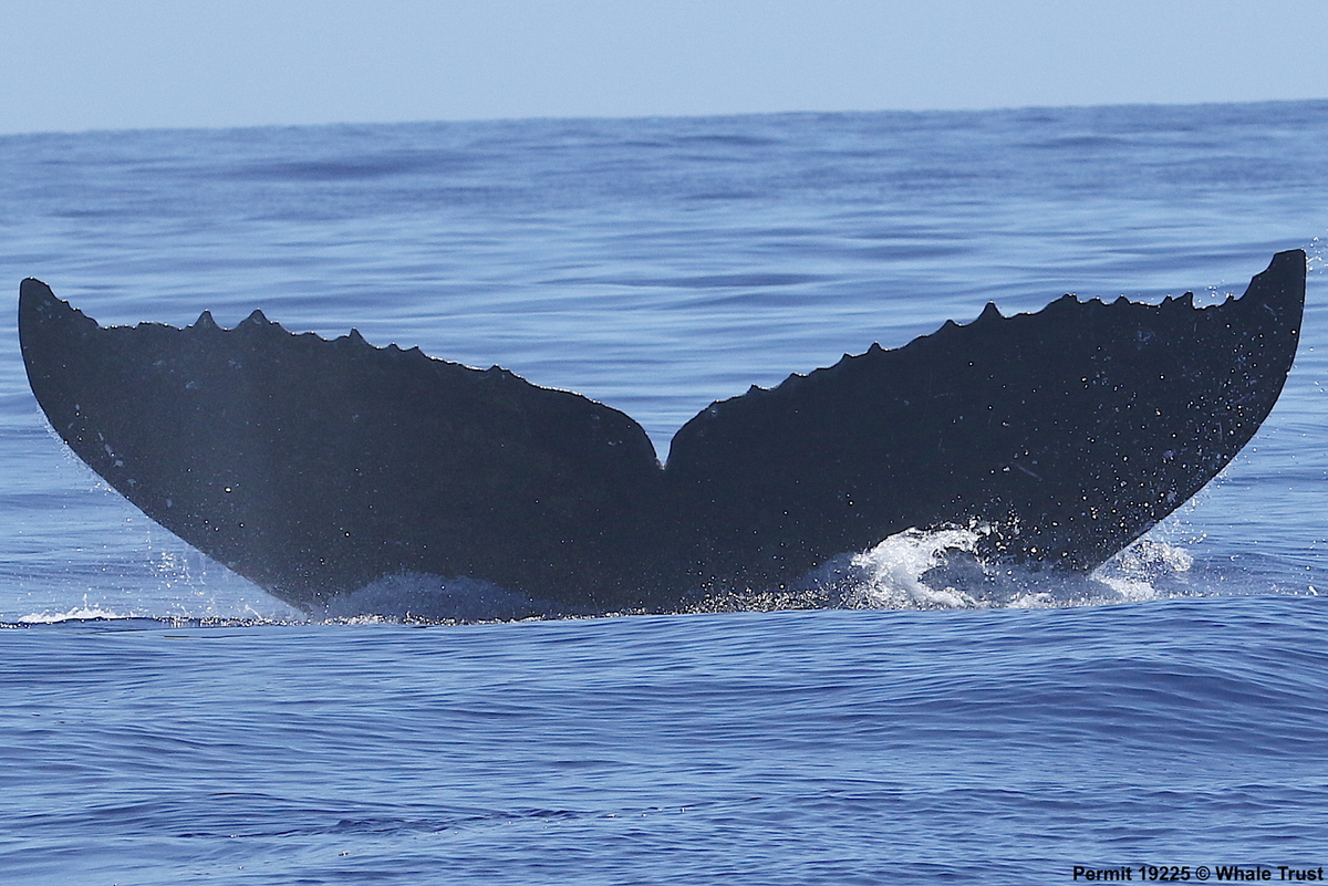 Fluke of HI17-0123