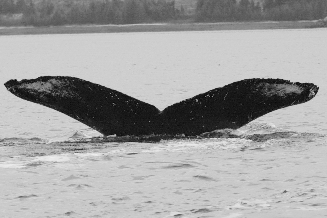 Fluke of GWAK-P021