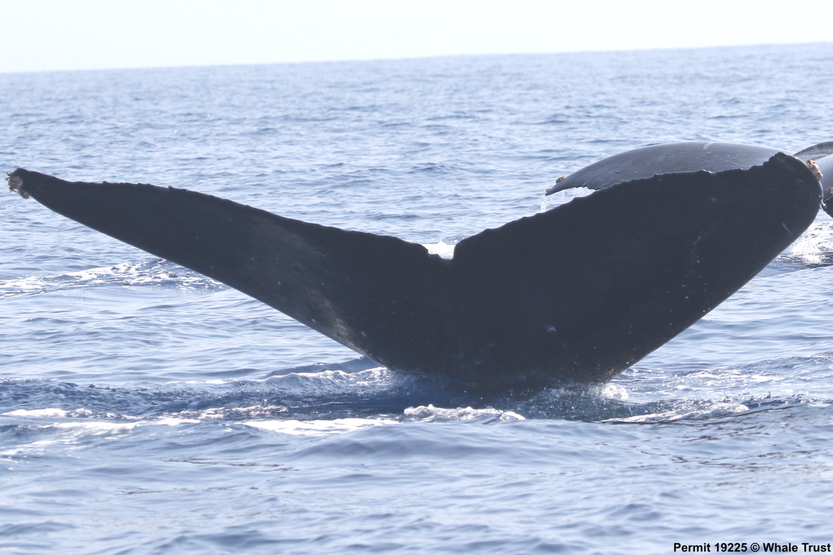 Fluke of HI17-0014