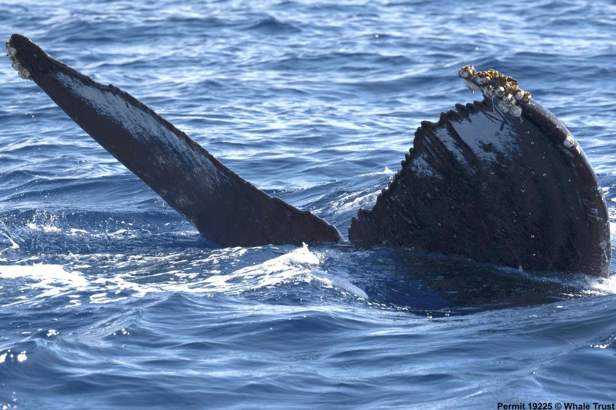 Fluke of HI07-0092