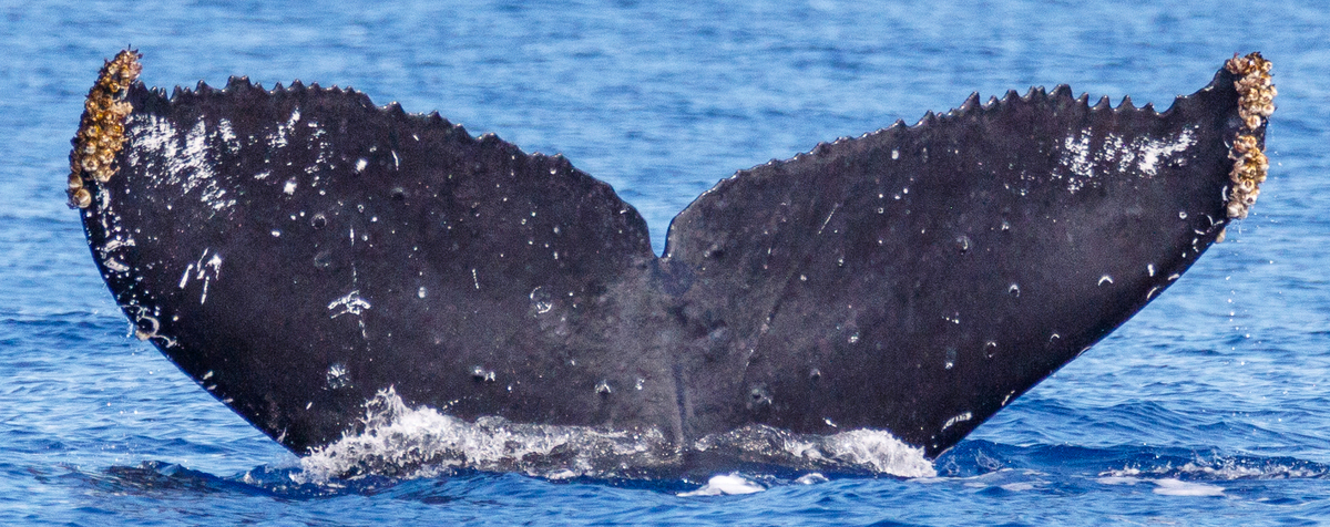 Fluke of Duchess (Hawaii)