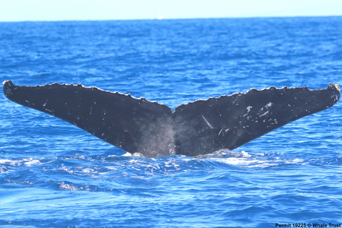 Fluke of Brosa (SE Alaska)