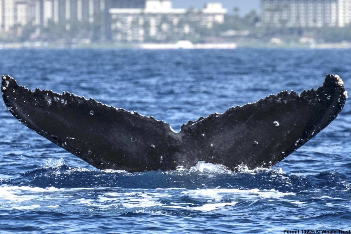 Fluke of HI18-0043