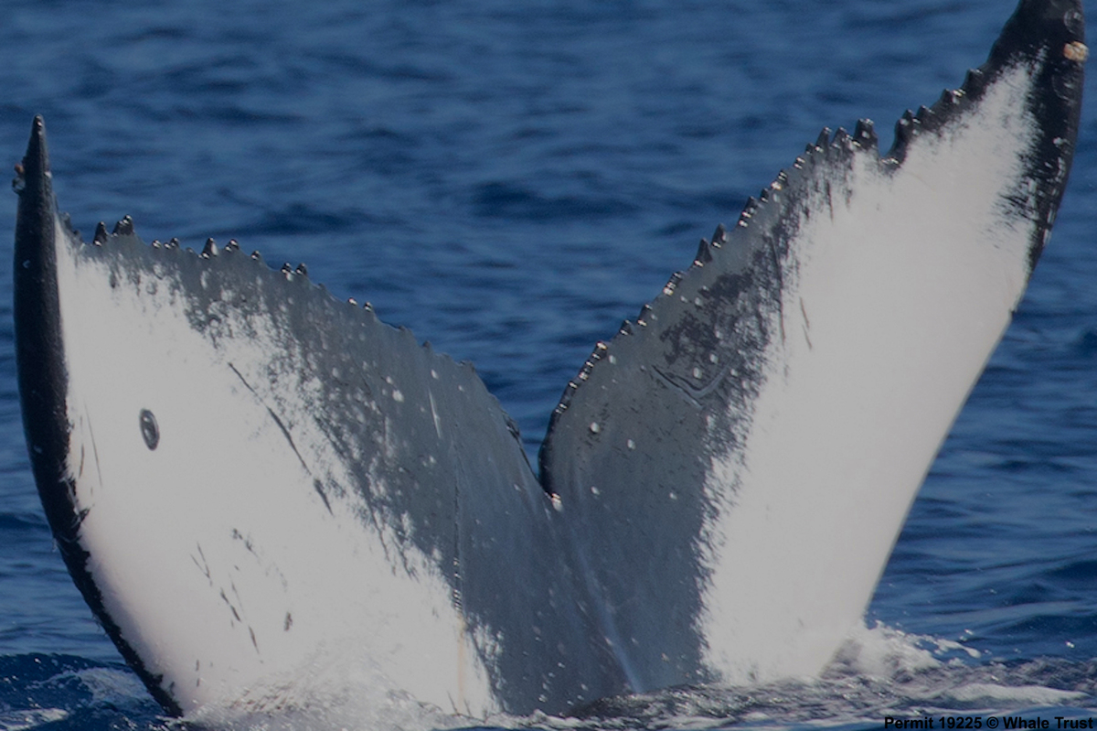 Fluke of HI18-0034