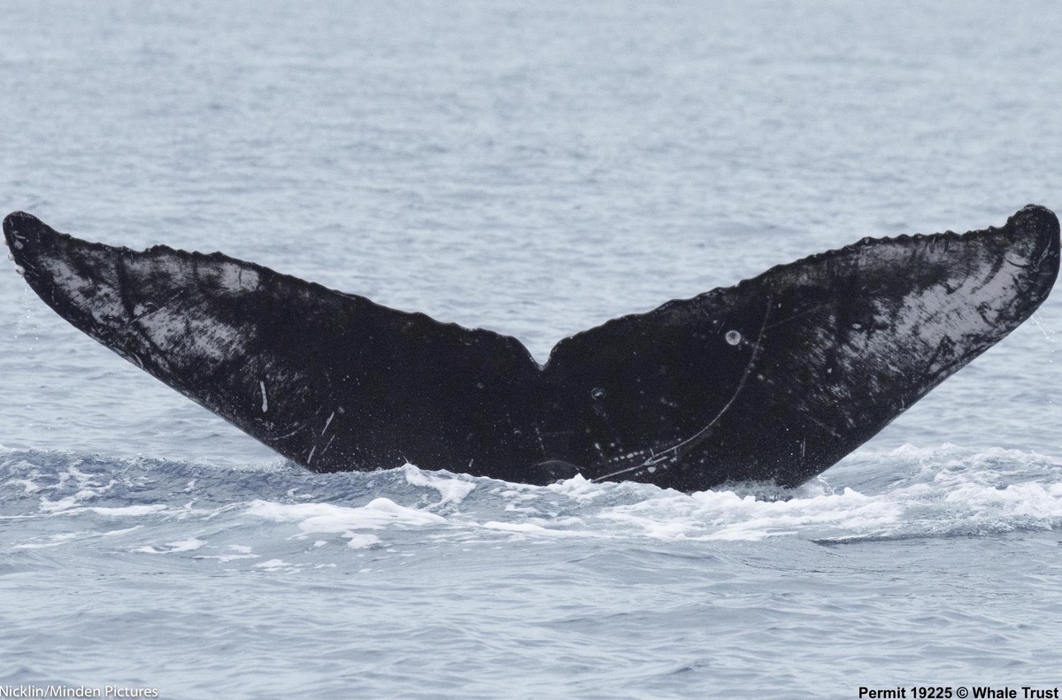 Fluke of HI18-0058