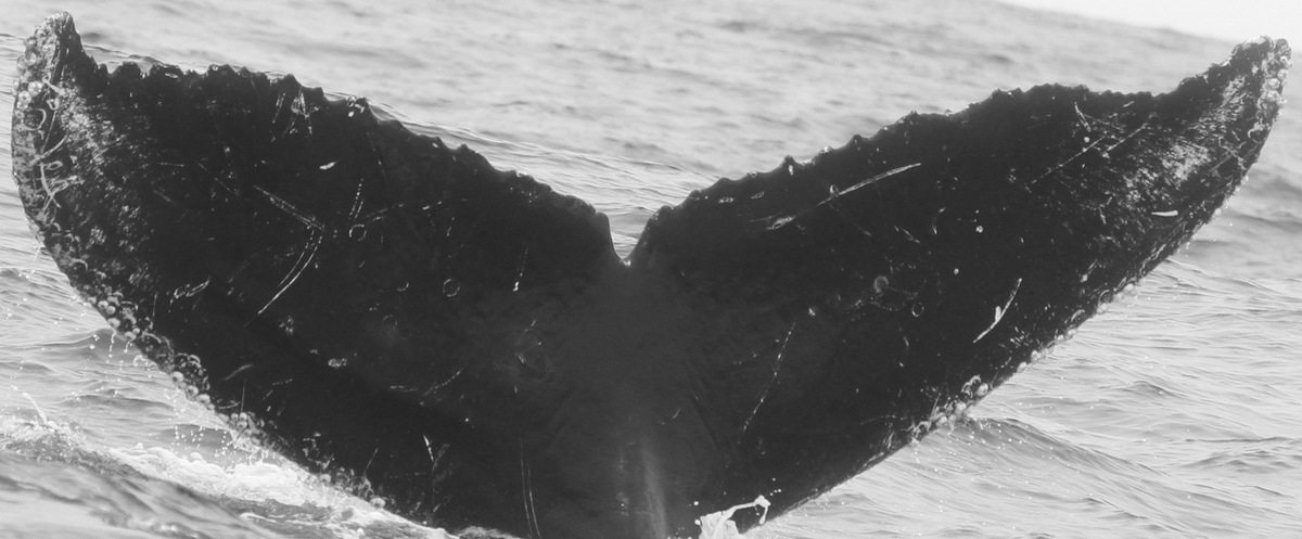 Fluke of CRC-11527