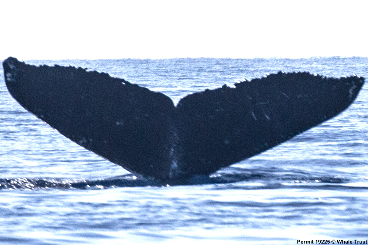Fluke of BCX0095