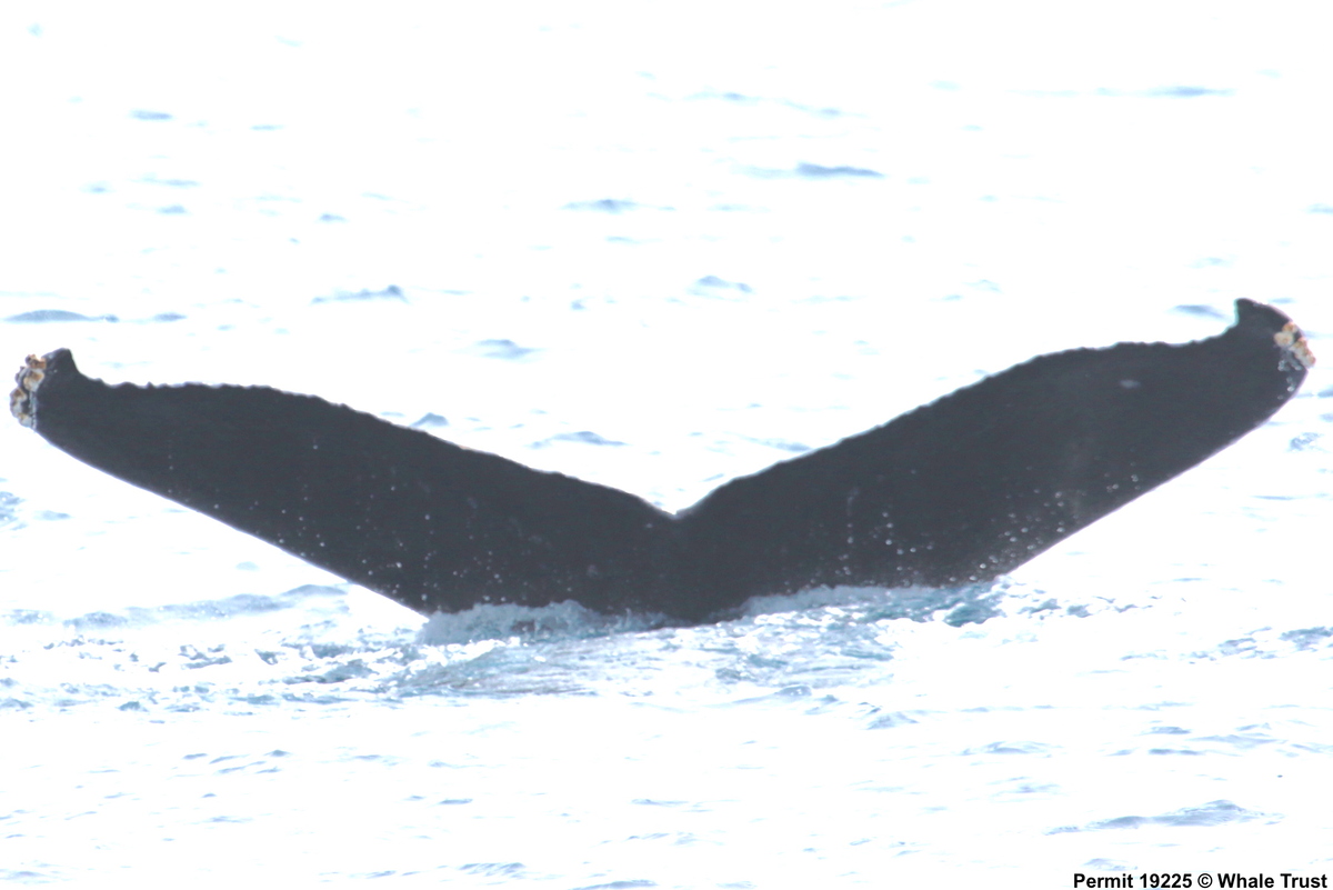 Fluke of HI18-0072