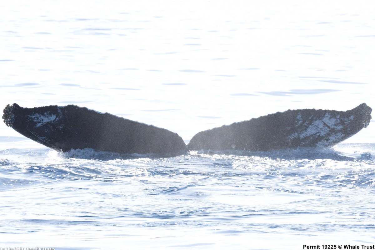 Fluke of HI18-0052