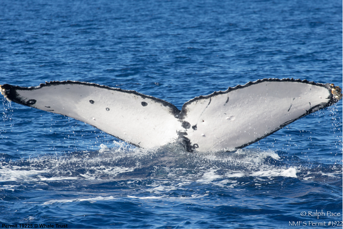 Fluke of Imp (BC)