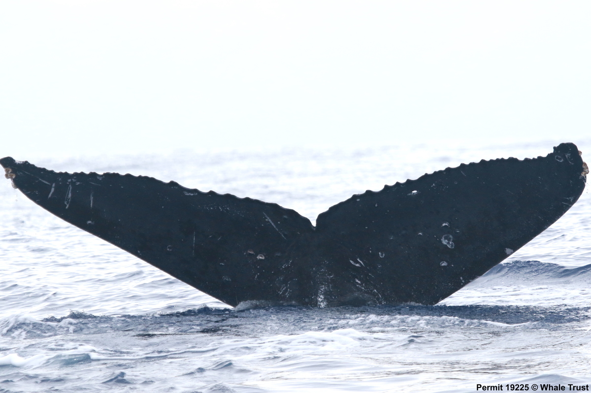 Fluke of HI18-0087