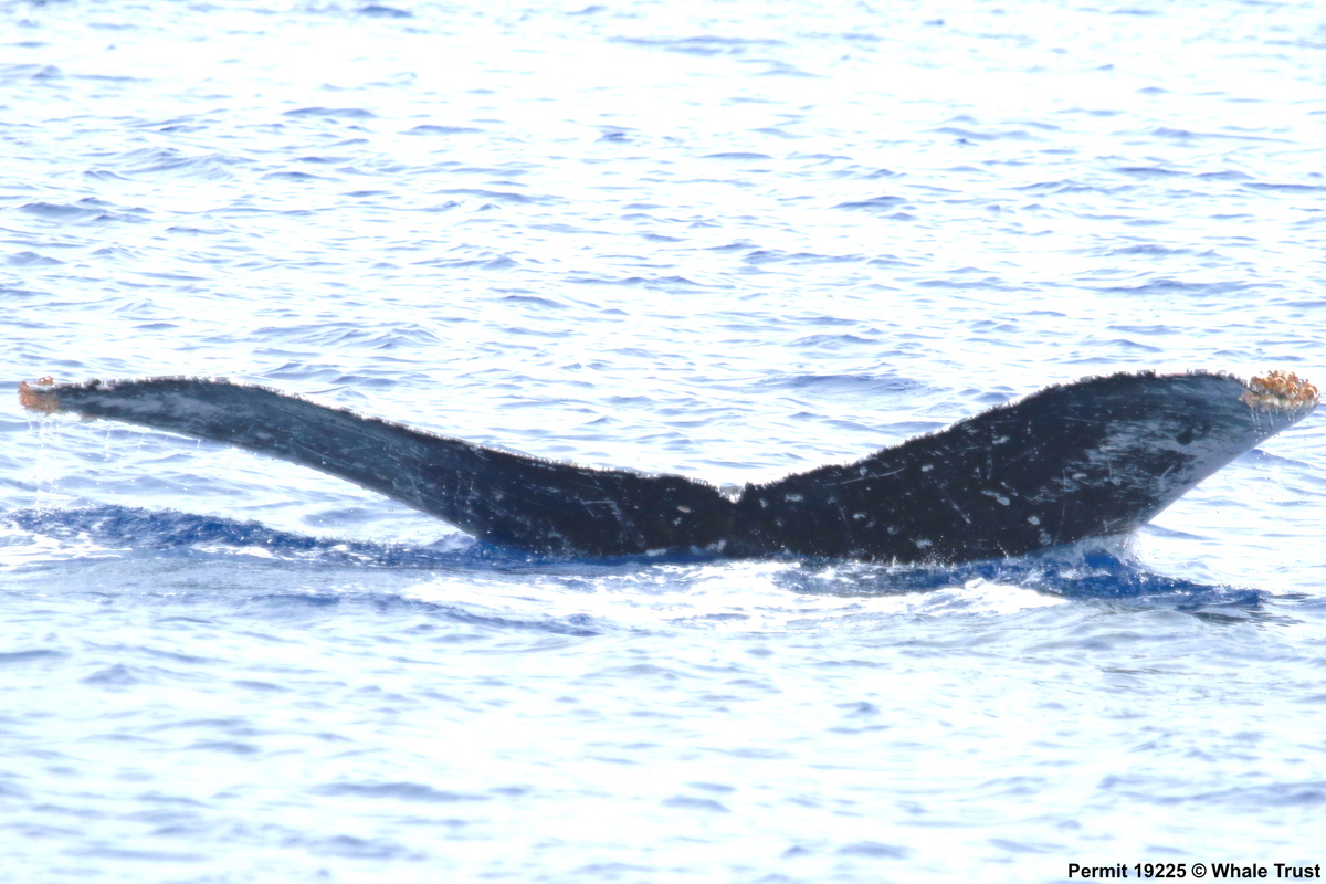 Fluke of HI18-0163