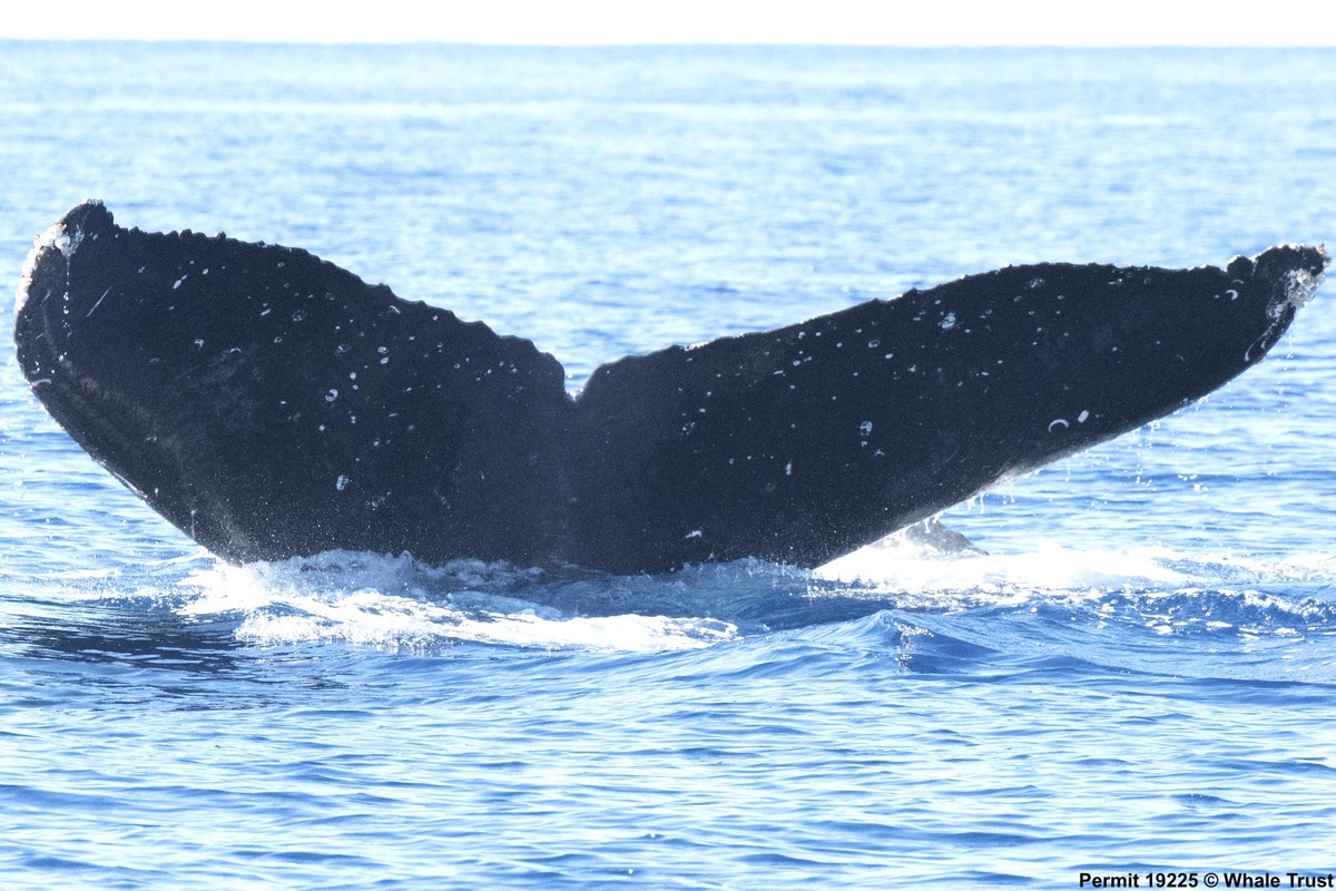 Fluke of HI18-0054