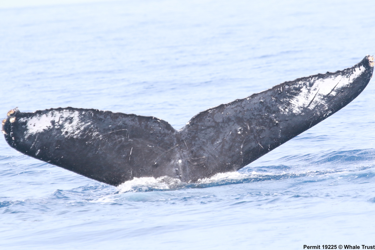 Fluke of HI18-0106