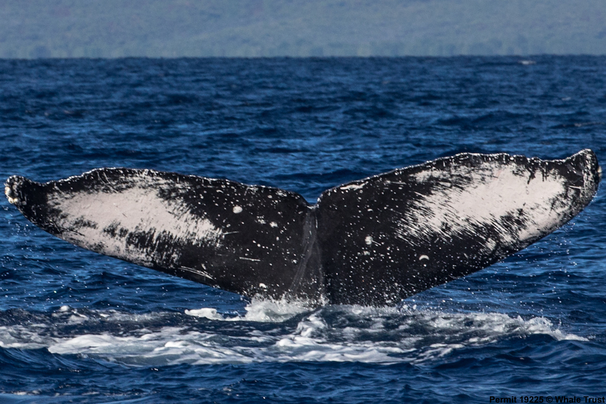 Fluke of HI18-0013
