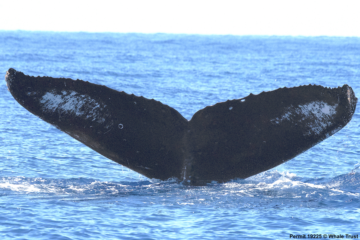 Fluke of HI19-0106