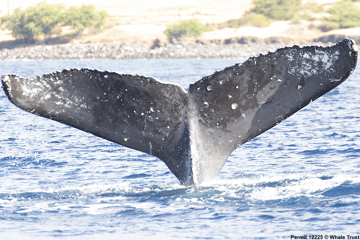 Fluke of HI19-0030