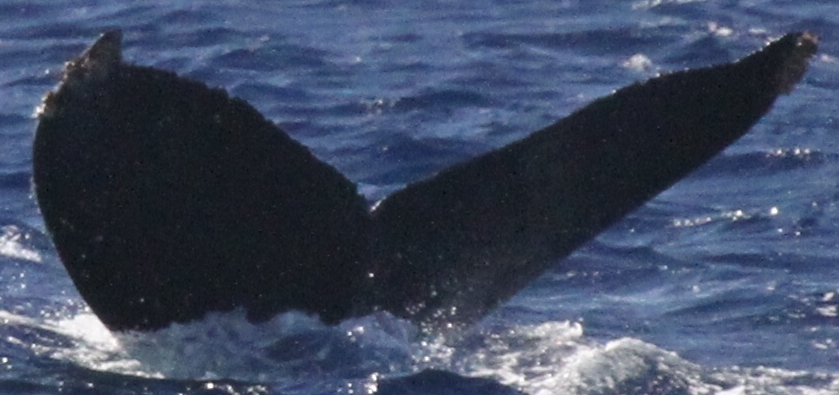 Fluke of SEAK-5532