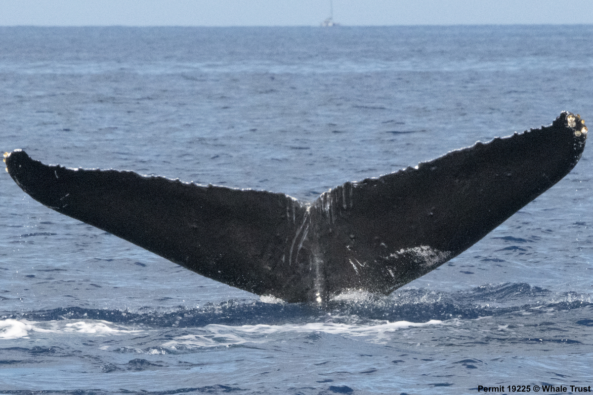 Fluke of HI19-0072