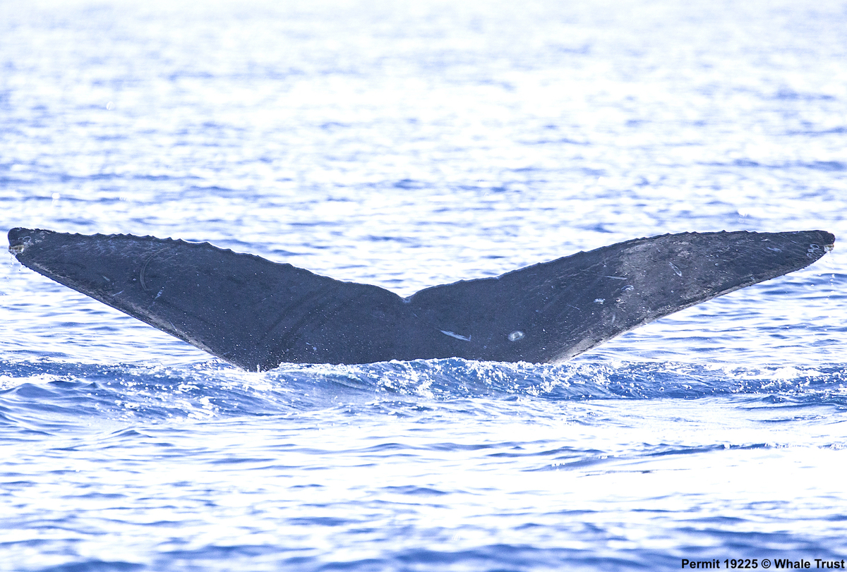 Fluke of HI19-0046