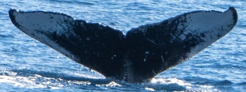 Fluke of SEAK-5372