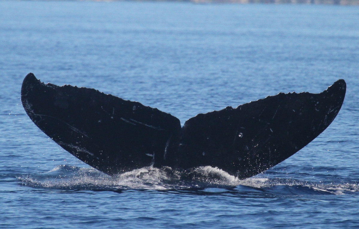 Fluke of HI19-0035