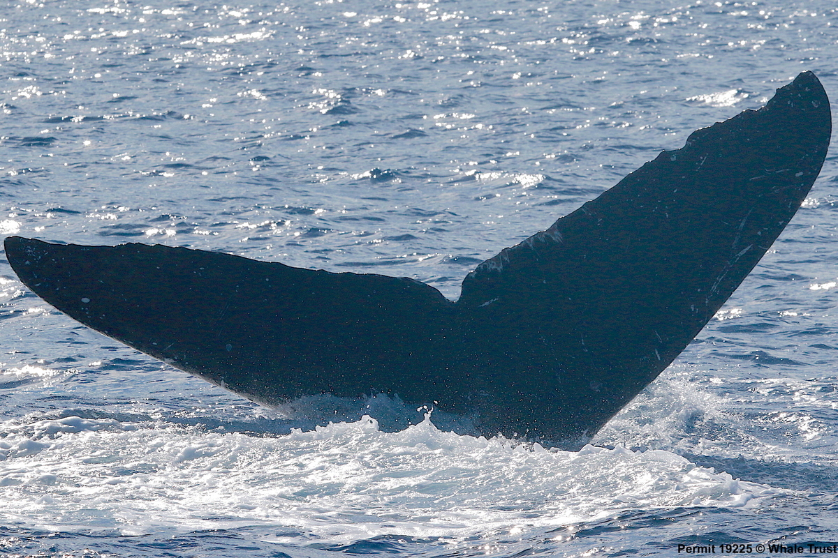 Fluke of HI19-0132