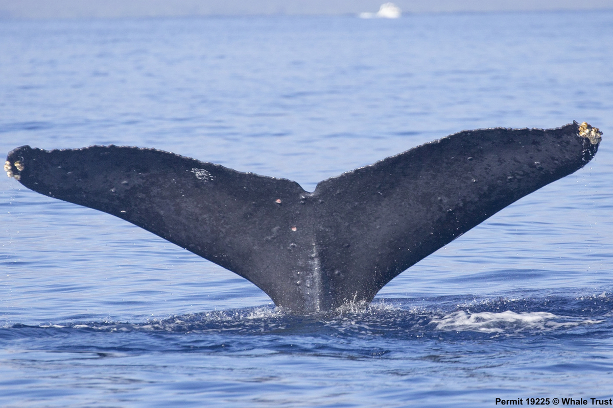 Fluke of SEAK-UASE-EMC-20100317-1-019