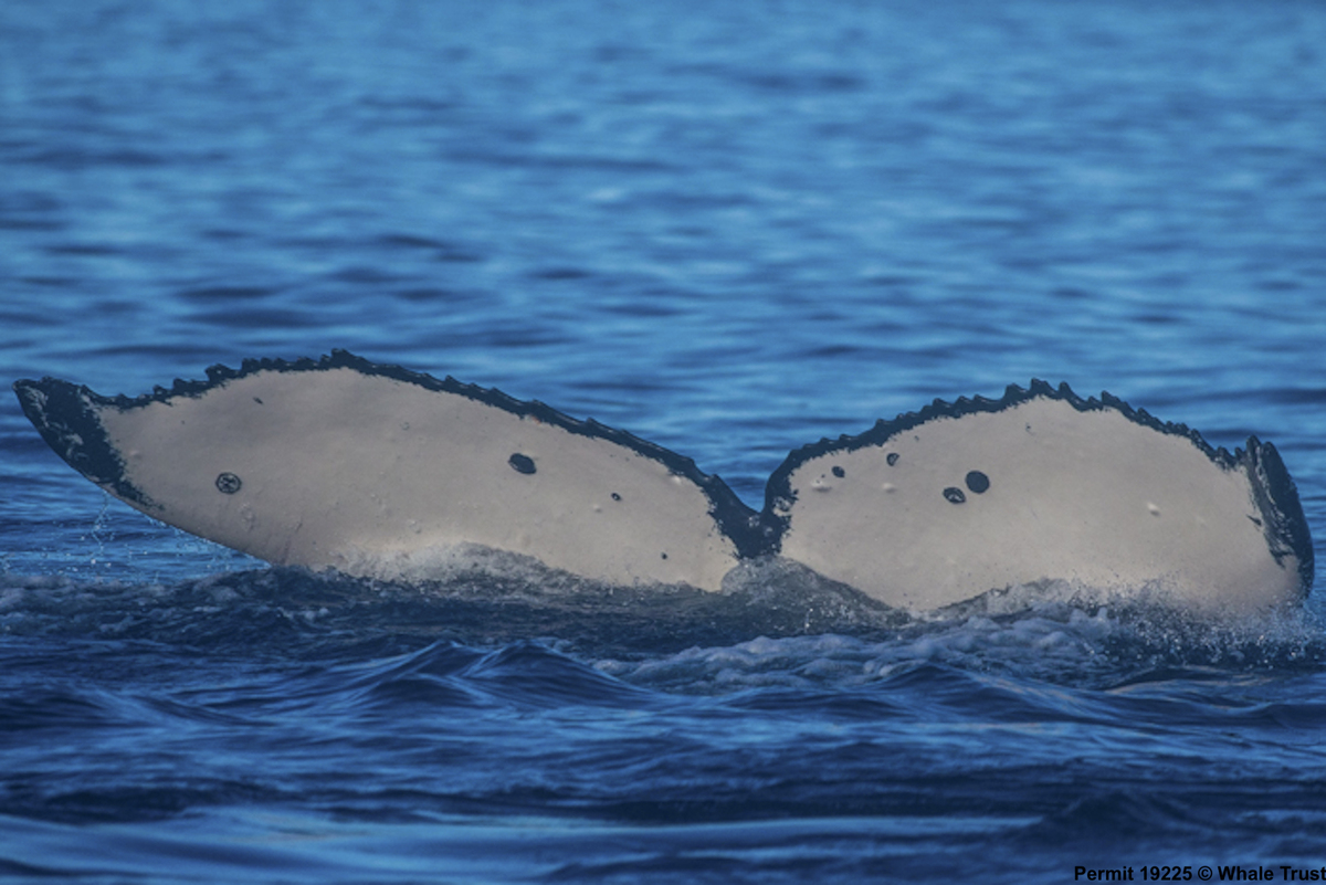 Fluke of HI19-0128