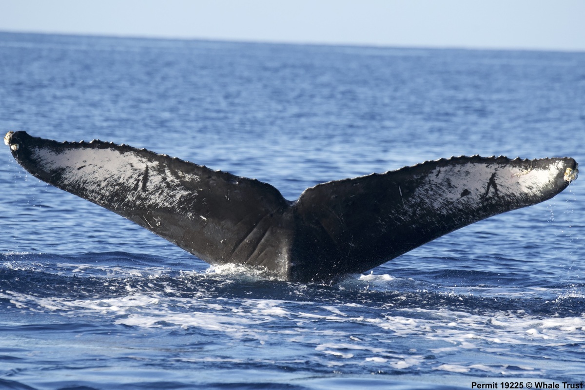 Fluke of HI19-0048