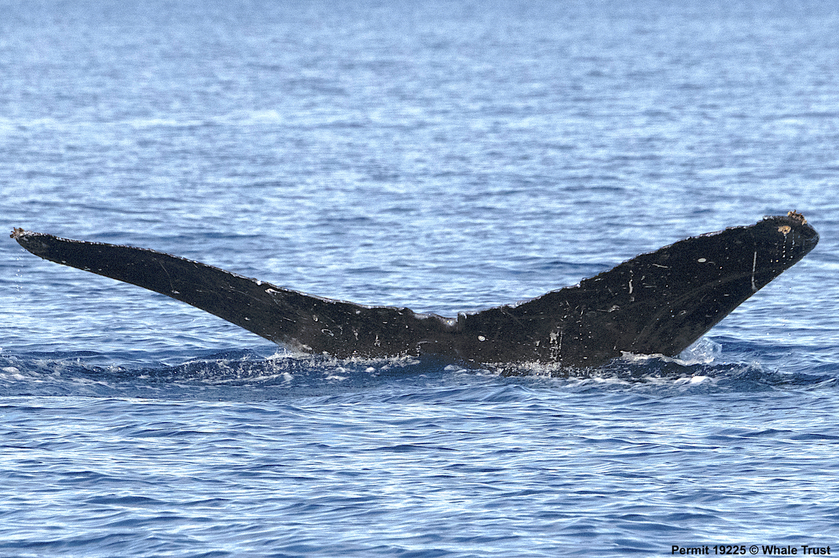 Fluke of BCX1591