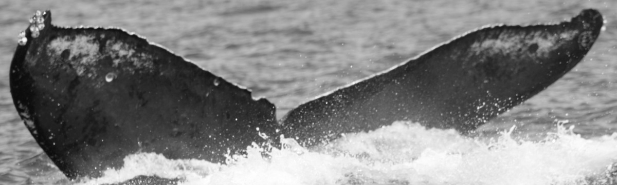 Fluke of BCX0725