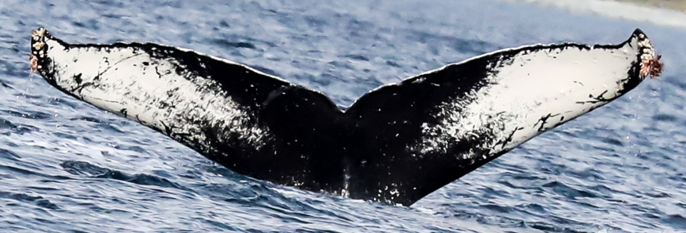 Fluke of SEAK-2507