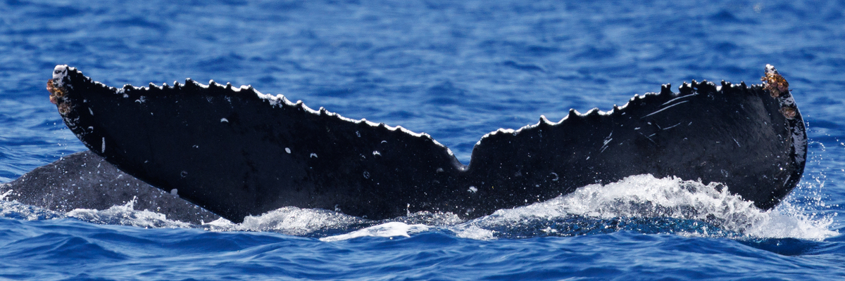 Fluke of BCX1019