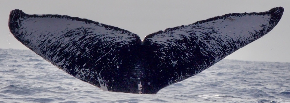 Fluke of HI19-0199