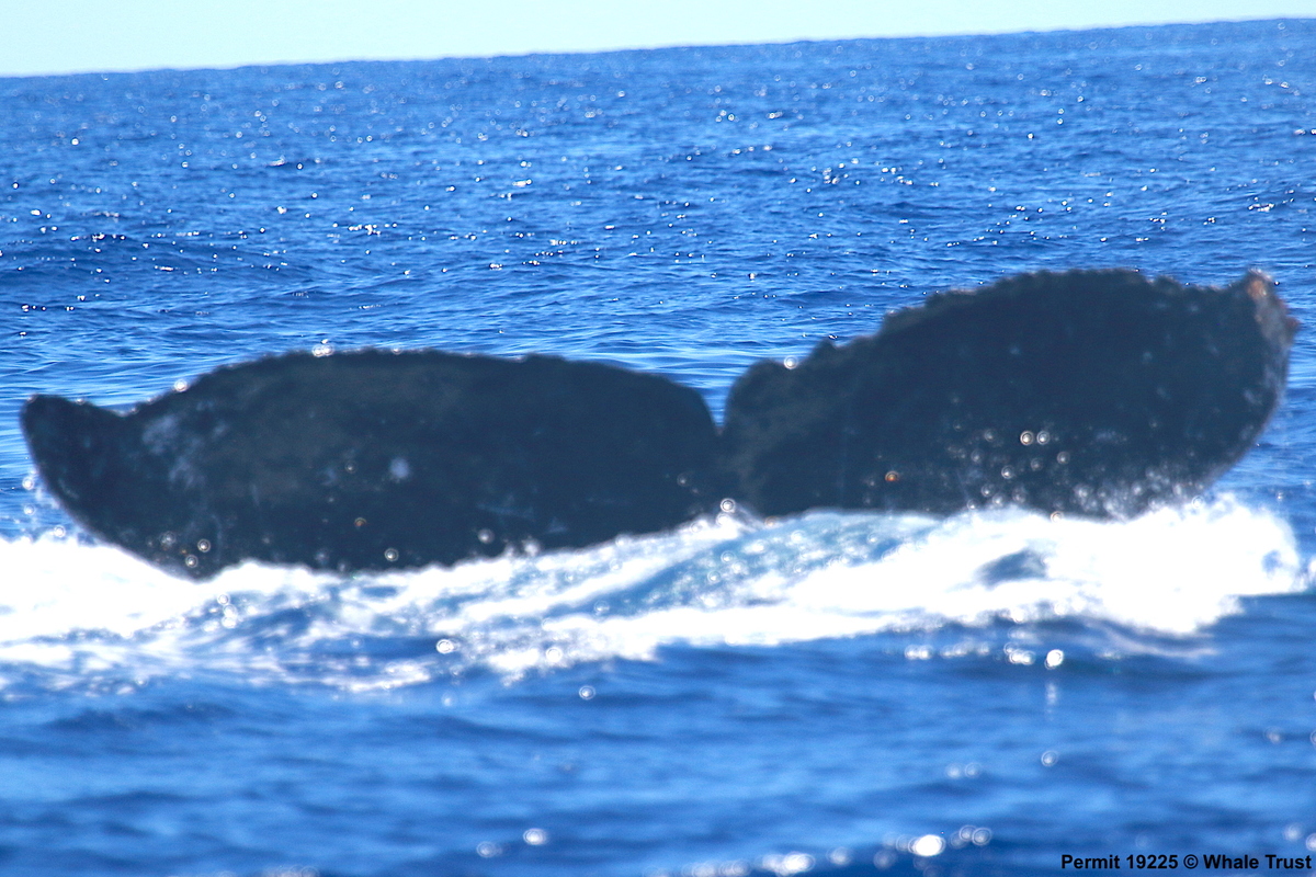 Fluke of HI19-0284